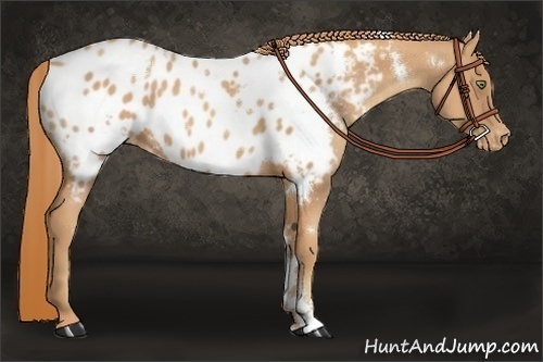 Horse Color:White Spotted Gold Champagne Appaloosa 