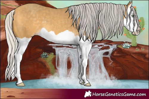 Horse Color:Silver Amber Cream Champagne Splash
