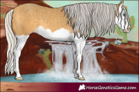 Horse Color:Silver Amber Cream Champagne Splash