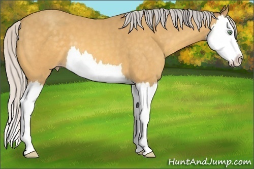 Horse Color:Silver Amber Cream Champagne Splash