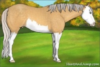 Horse Color:Silver Amber Cream Champagne Splash