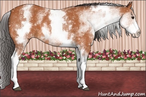 Horse Color:White Spotted Bay Snowflake Varnish