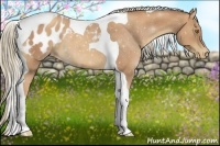 Horse Color:Gold Champagne Tobiano Appaloosa 
