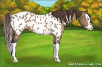 Horse Color:Brown Dun Splash Appaloosa 