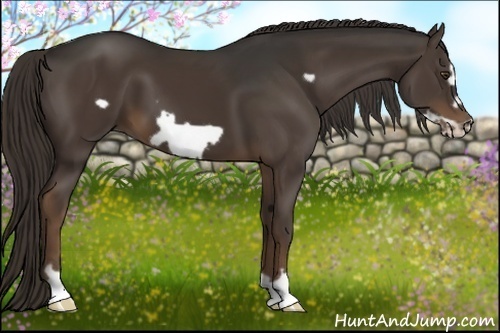 Horse Color:Liver Chestnut Frame 