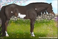Horse Color:Liver Chestnut Frame 