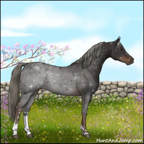 Horse Color:Liver Chestnut Sabino