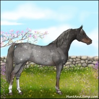 Horse Color:Liver Chestnut Sabino