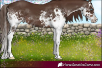 Horse Color:Liver Chestnut Sabino Splash 