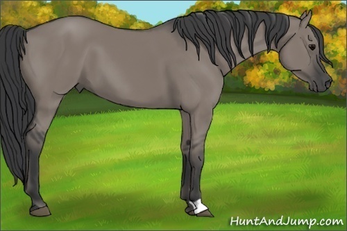Horse Color:Grullo 