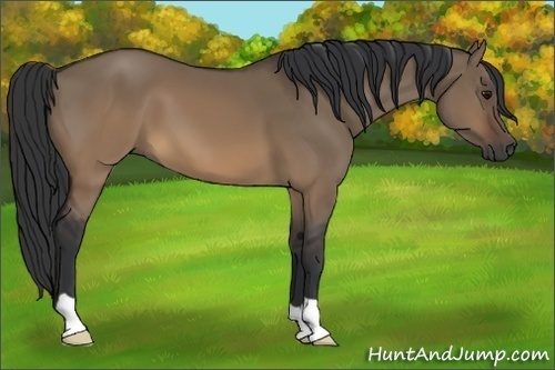 Horse Color:Brown Dun 