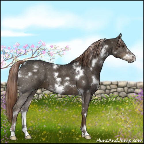 Horse Color:White Spotted Liver Chestnut Frame