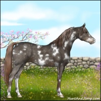 Horse Color:White Spotted Liver Chestnut Frame