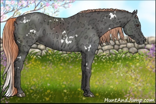 Horse Color:White Spotted Liver Chestnut Ice 