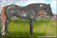 Horse Color:White Spotted Liver Chestnut Ice 