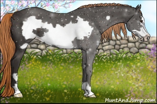 Horse Color:Liver Chestnut Frame 