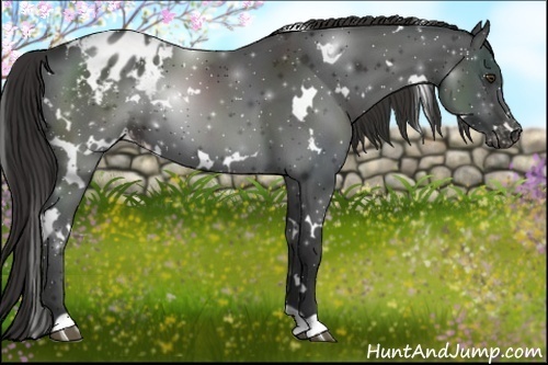 Horse Color:White Spotted Liver Chestnut Blanket 