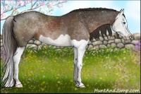 Horse Color:Liver Chestnut Splash 