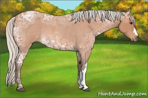 Horse Color:Silver Bay Ice Roan 