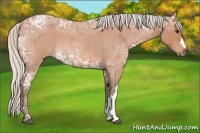 Horse Color:Silver Bay Ice Roan 