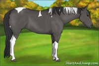 Horse Color:Black Tobiano 