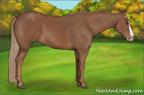 Horse Color:Chestnut Splash 