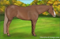 Horse Color:Chestnut Splash