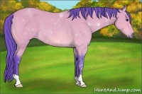 Horse Color:Watercolor Bay 