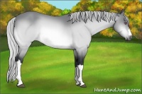 Horse Color:Silver Bay Chinchilla