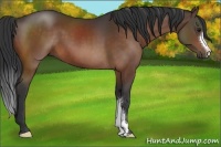 Horse Color:Brown 