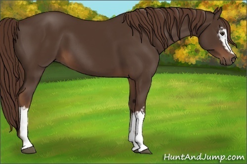 Horse Color:White Spotted Liver Chestnut