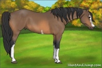 Horse Color:White Spotted Buckskin 