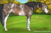 Horse Color:White Spotted Buckskin 