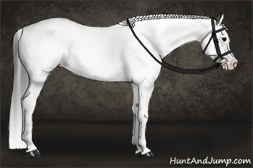 Horse Color:Grullo Splash 