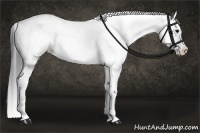 Horse Color:Grullo Splash 