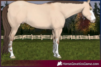 Horse Color:Amber Champagne Dun 
