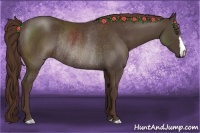 Horse Color:Liver Chestnut Rabicano