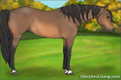 Horse Color:Buckskin 