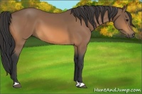 Horse Color:Buckskin 