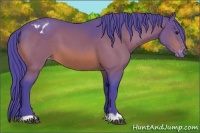 Horse Color:Watercolor Bay Appaloosa 