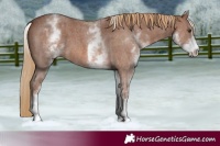 Horse Color:White Spotted Chestnut Sabino 