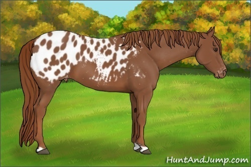 Horse Color:Chestnut Appaloosa