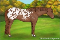 Horse Color:Chestnut Appaloosa 