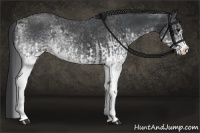 Horse Color:White Spotted Blue Roan Rabicano and White Spotted Blue Roan Rabicano