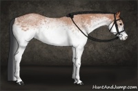 Horse Color:White Spotted Bay Roan Rabicano