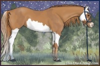 Horse Color:Chestnut  and Chestnut Splash 
