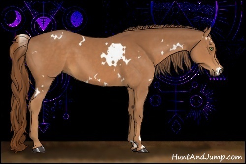 Horse Color:White Spotted Chestnut 