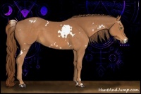 Horse Color:White Spotted Chestnut 
