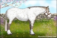 Horse Color:Silver Grullo Splash Appaloosa 
