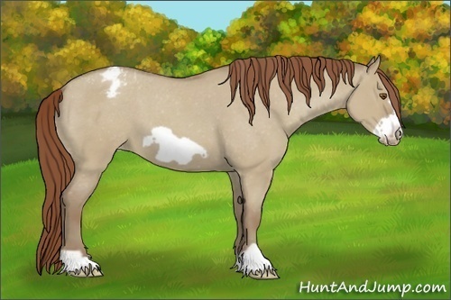 Horse Color:Classic Champagne Roan Dun Frame Varnish 